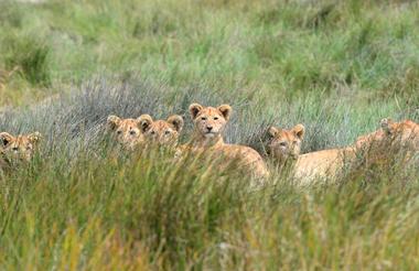 A pride in Northern Serengeti