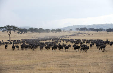 Northern Serengeti, Kogatende area