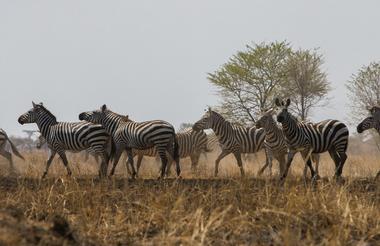 A dazzle of zebra