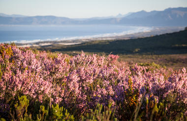 Erica Irregularis in bloom on the Reserve