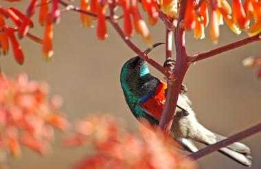 Sun bird sighting