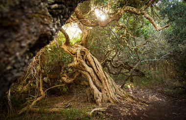 Milkwood forest