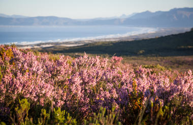 Erica Irregularis in bloom on the Reserve