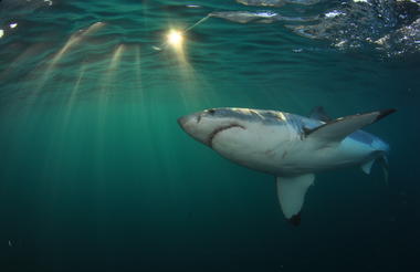 Great white Shark - White Shark Projects