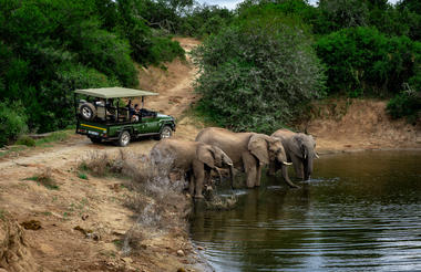 Game Drive Experience