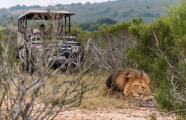 Game viewing in the specially equipped game viewers