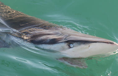 Shark Diving Cape Town