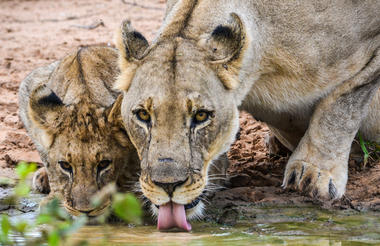 On Safari - Lion