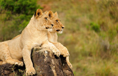 Kariega lioness couple