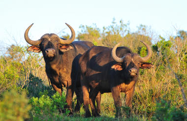 Kariega buffalo's