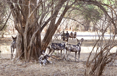 Chiawa Camp - voted Best Guiding Team in Africa