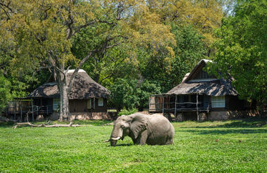 Elephant in front of Mfuwe Lodge chalet