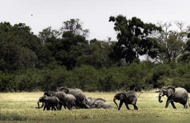 Wilderness Savuti