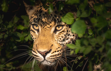 Wilderness Little Mombo