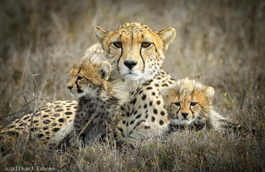 MASAI MARA