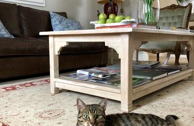 The house-cat