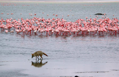 Lake Magadi Ngorongoro krater flamingos