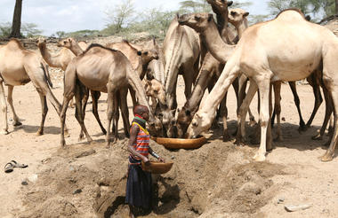 Turkana vrouw Kenia op zoek naar water