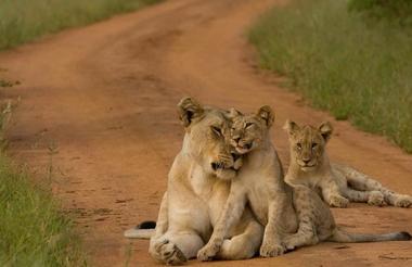 Etali Safari Lodge - Lions