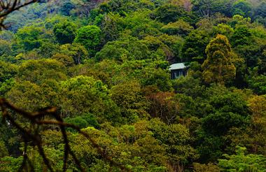 Wayanad Wild