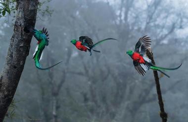 Quetzal birds flying Costa Rica