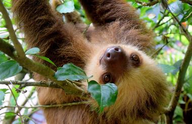 Sloth