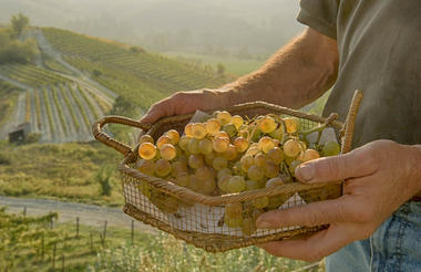 Le Marne cortese vines