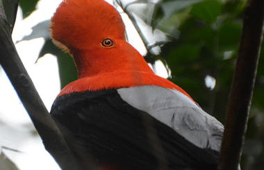 Andean Cock of the Rock