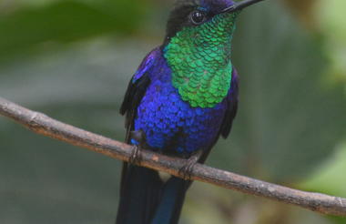 Crowned Woodnymph