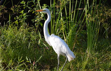 Great Egret