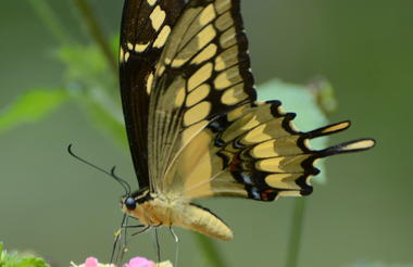 Swallowtail Butterfly