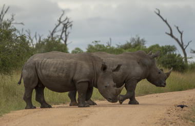 White rhino