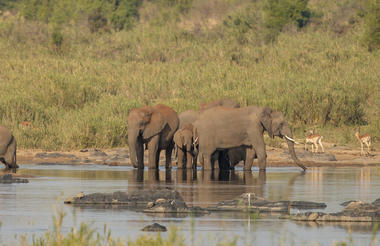 Elephants at a waterhole