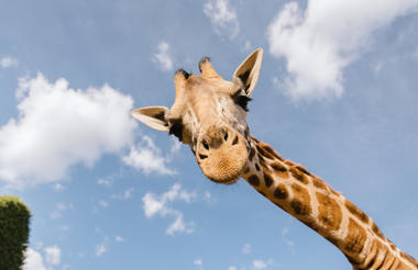 Giraffe