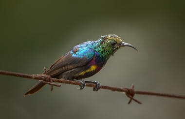 Kruger birdlife