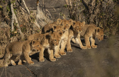 Lion cubs