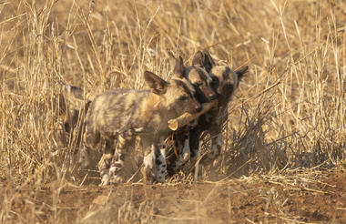 African wild dog pups