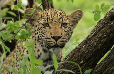 Kruger leopard