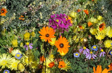 Namaqualand