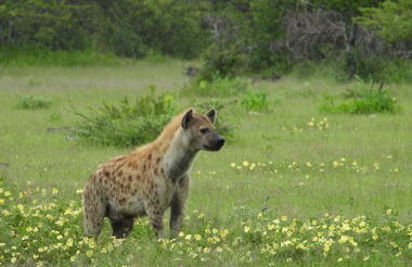 Hyena