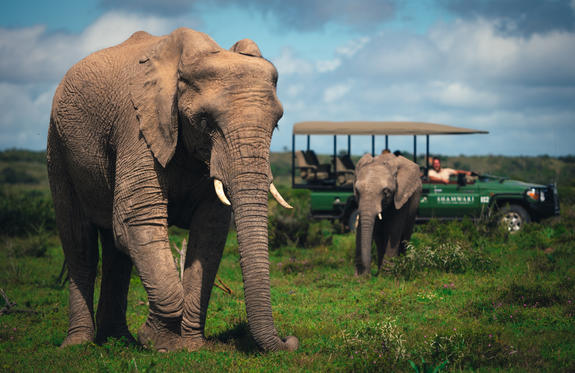 Game Drive