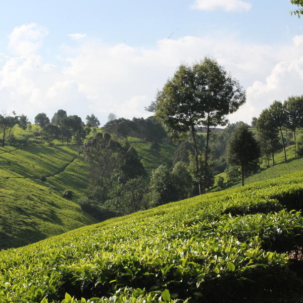 Kiambethu Teupplevelseimage - 1