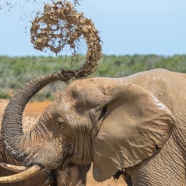Addo Elephant national parkimage - 1