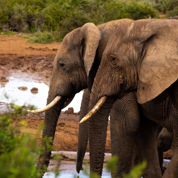 Addo Elephant national parkimage - 0