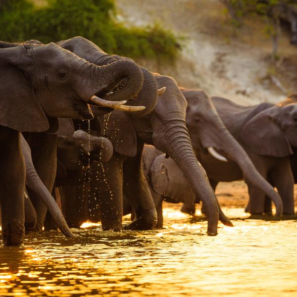 Chobe nationalparkimage - 0