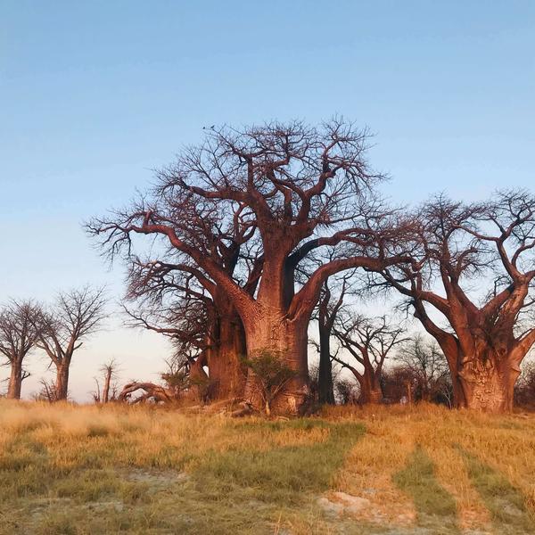 Savuti - Chobe National Parkimage - 1