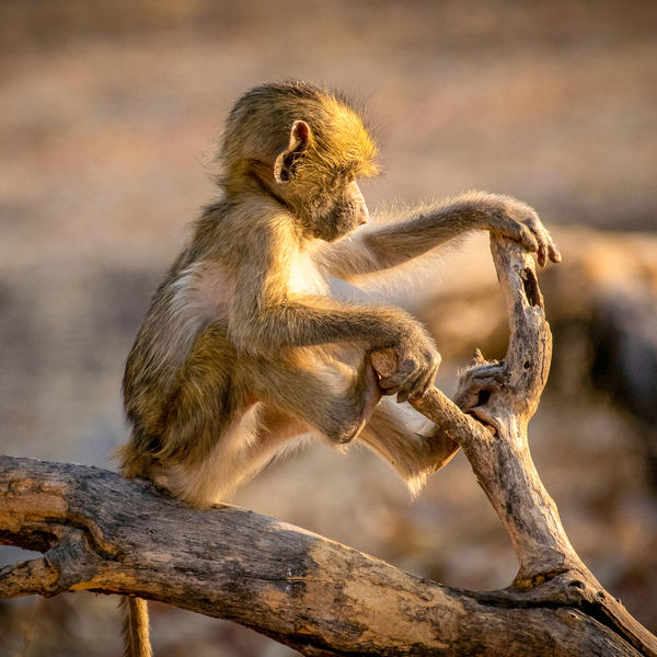 Savuti - Chobe National Parkimage - 0