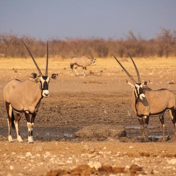 Etosha Nationalparkimage - 1