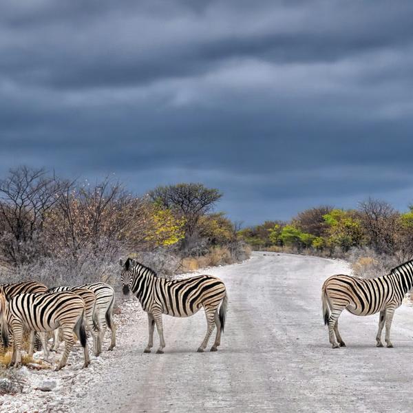 Etosha Nationalparkimage - 0