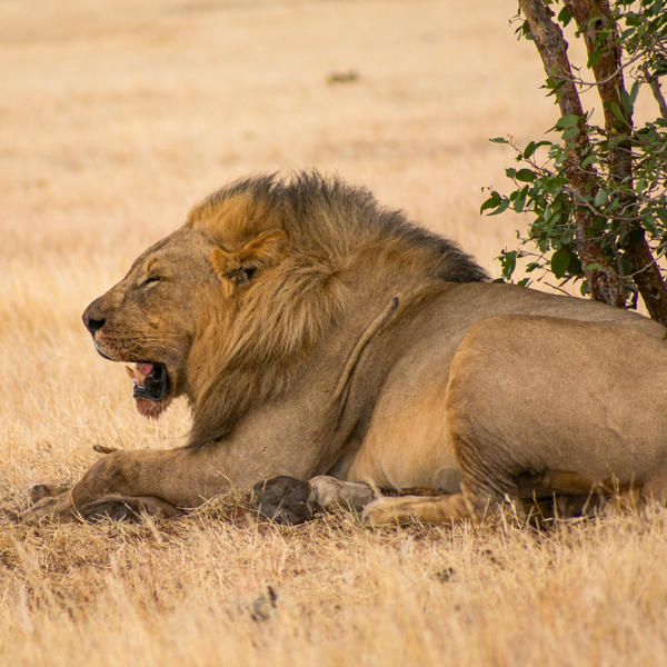Etosha Nationalparkimage - 1